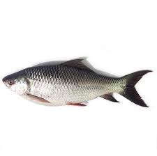 Rohu Fish